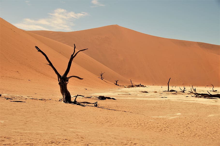 namib desert, namibia, desert, dead vlei, africa, sand, land, sand dune, environment, landscape