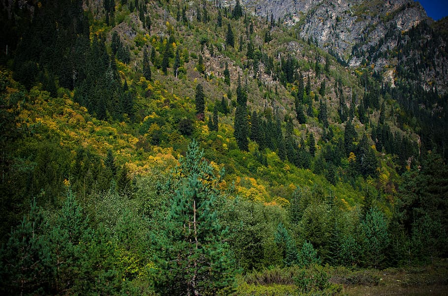 georgia, svaneti, musim gugur, hutan, alam, pohon, menanam, keindahan di alam, scenics - alam, ketenangan