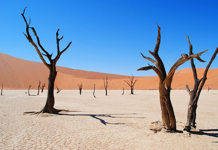 bare trees, deadvlei, namibia, africa, desert, drought, tree, dead vlei, sand, dry