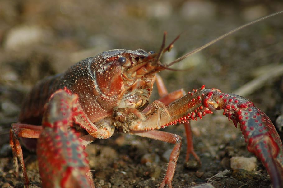 freshwater crayfish, shrimp killer, shrimp of louisiana, procambarus clarkii, chele, animal themes, animal, animals in the wild, one animal, sea
