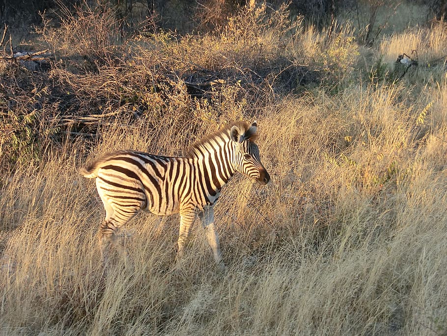cebra, áfrica, safari, parque nacional, vida silvestre, namibia, blanco y negro, sol vespertino, paso de cebra, animal