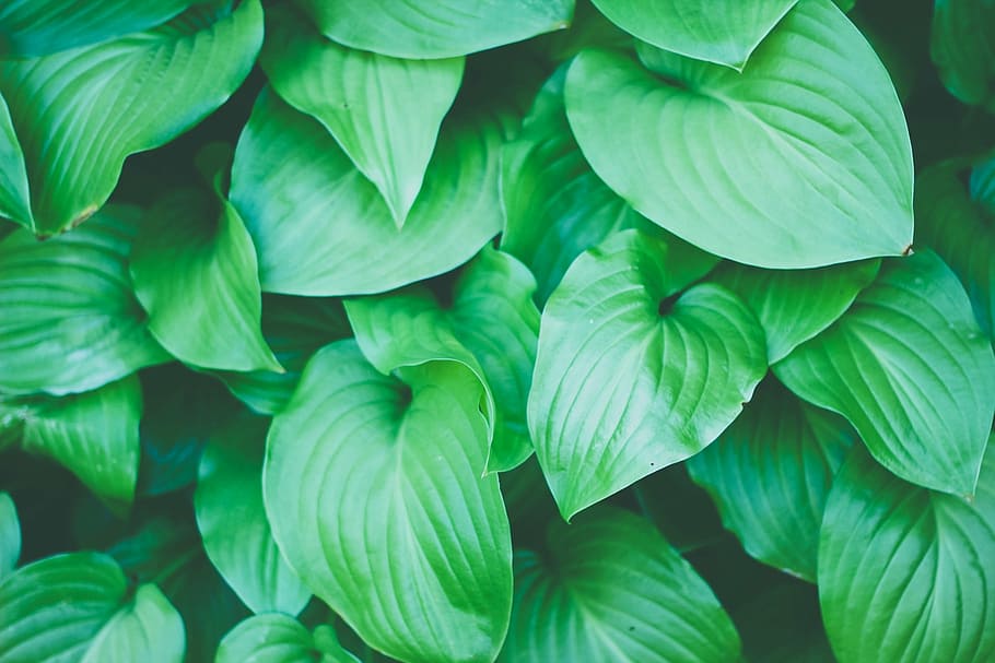Aeródromo Nido Llorar planta de hojas verdes, verde, plantas, hojas, naturaleza, color verde, hoja,  frescura, crecimiento, planta | Pxfuel