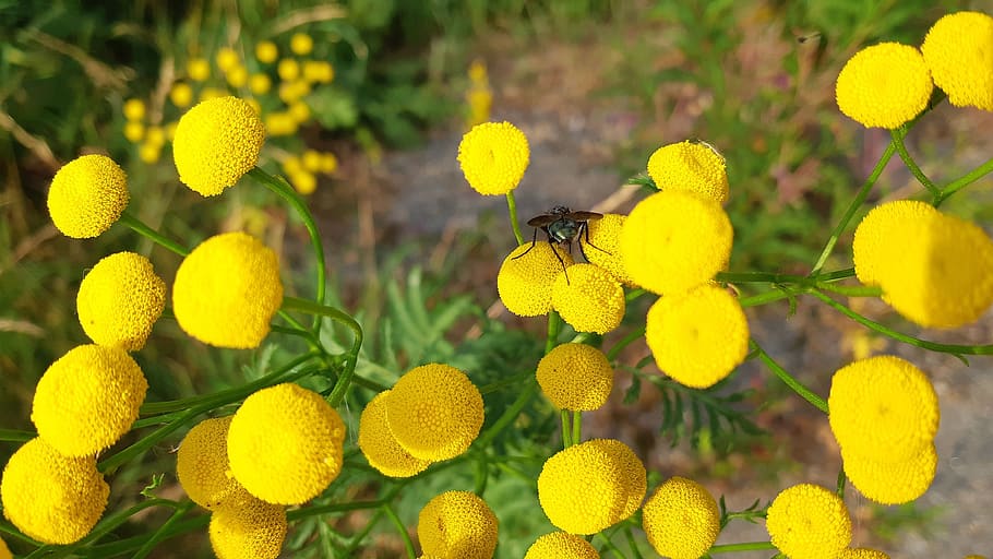 gulblomma, tansy, fly, flowers, summer, plant, sweden, nature, yellow, animal wildlife