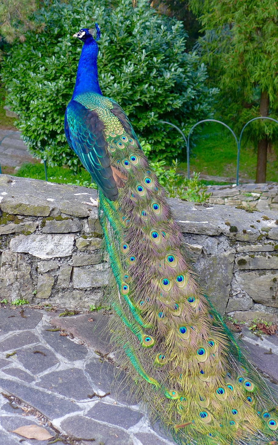 peafowl, gran, concrete, bench, plant, animals, bird, peacock, italy, bergamo