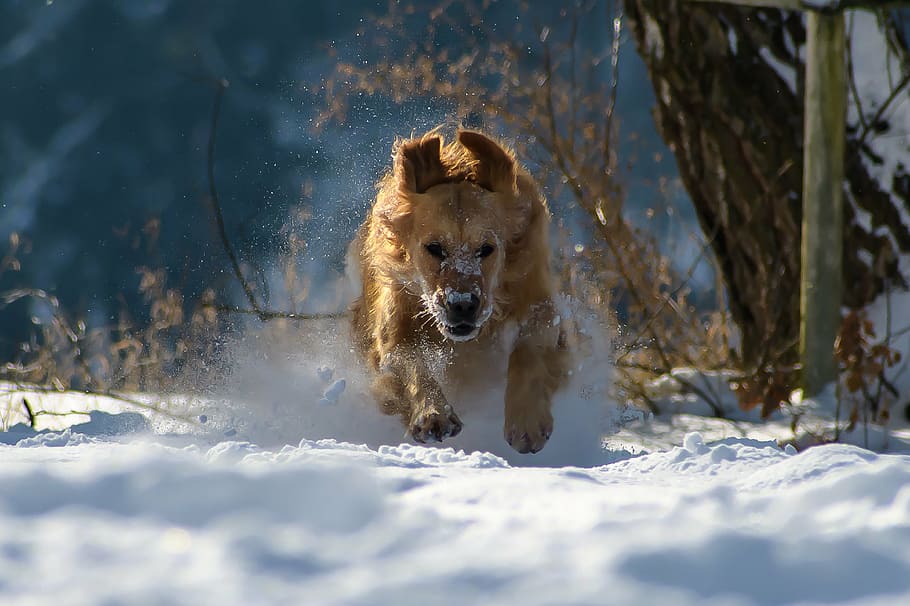 adult, golden, retriever, running, snowy, field, dog, winter, snow, nature