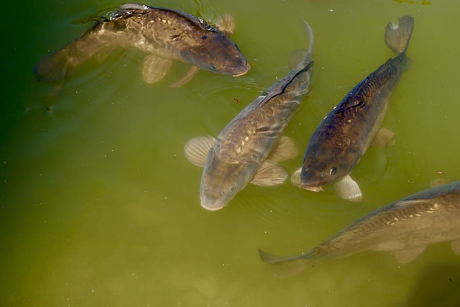 estanque, pescado, carpa, escala, nadar, ver, animal, naturaleza, alimentos, pesca