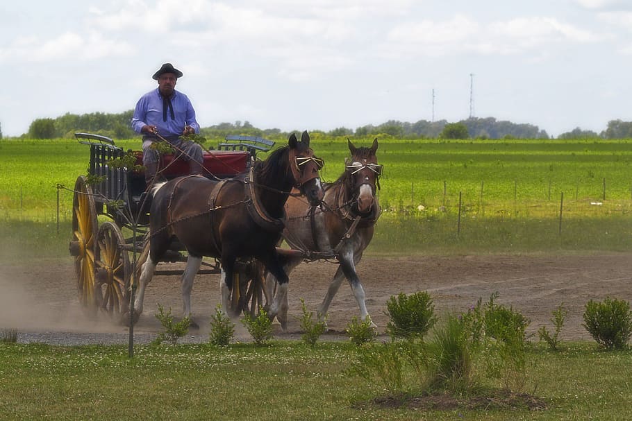 argentina, gaúcho, cavalos, campo simples, paisagem, zona rural, ao ar livre, buggy, treinador, atividade