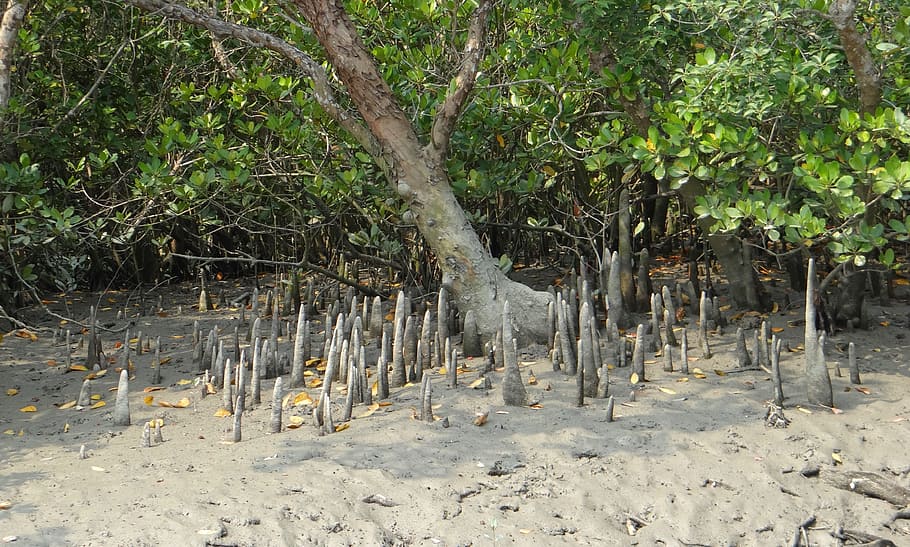 Cone, Roots, Mangroves, Flora, Species, cone roots, forest, sundarbans, swamp, national park