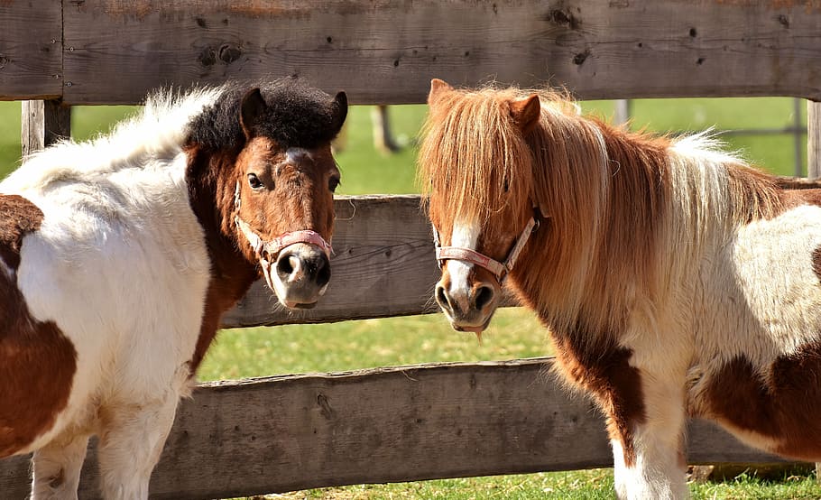two, brown-and-white ponies, wooden, fence, horses, play, funny, animal, pony, seahorses
