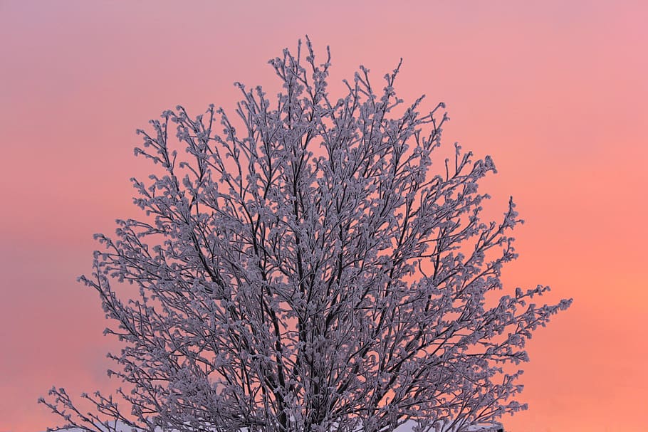 tree, winter, leann, nature, trees, cold, sunrise, weather, snow, panorama