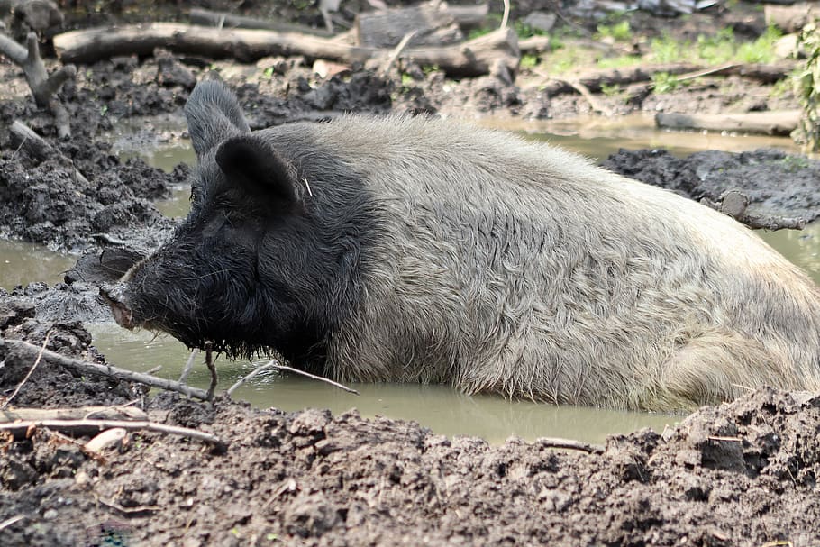 pig, sow, mud, mud bath, bristles, domestic pig, mammal, livestock, animal husbandry, rural