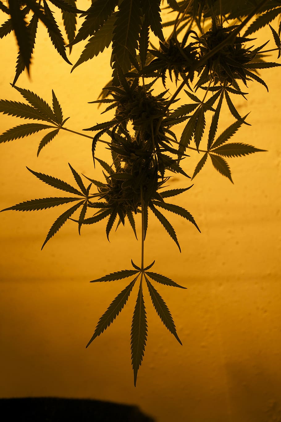planta de cannabis, primer plano, fotografía, mmj, maryjane, marihuana, hierba, hoja, planta, cannabis