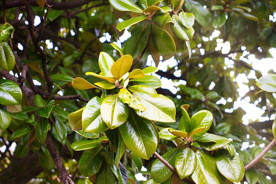 plantas, de cerca, flor, magnolia, Hoja, parte de la planta, planta,  crecimiento, color verde, belleza en la naturaleza | Pxfuel