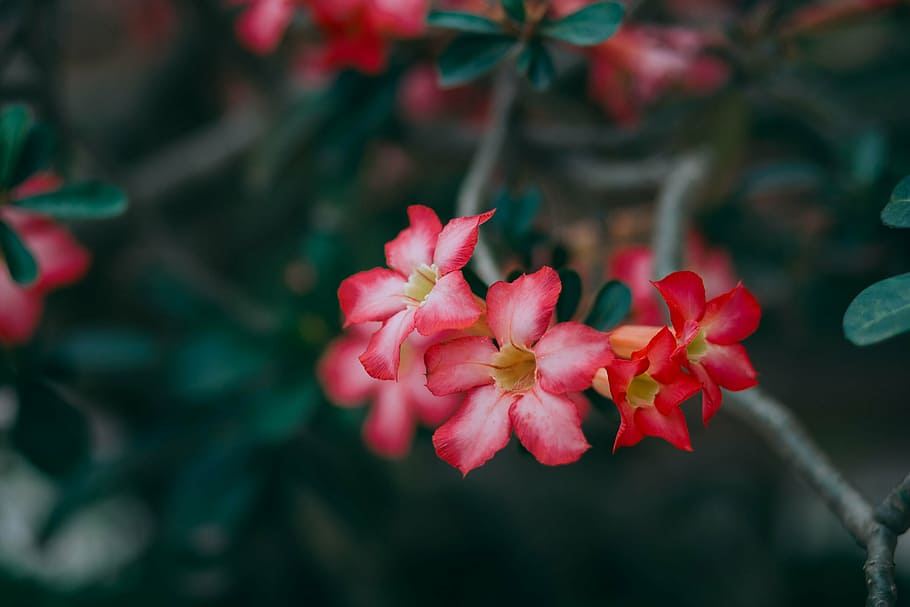 fotografía de primer plano, rosa, flor de pétalos, rojo, pétalo, flor, floración, verde, hoja, planta