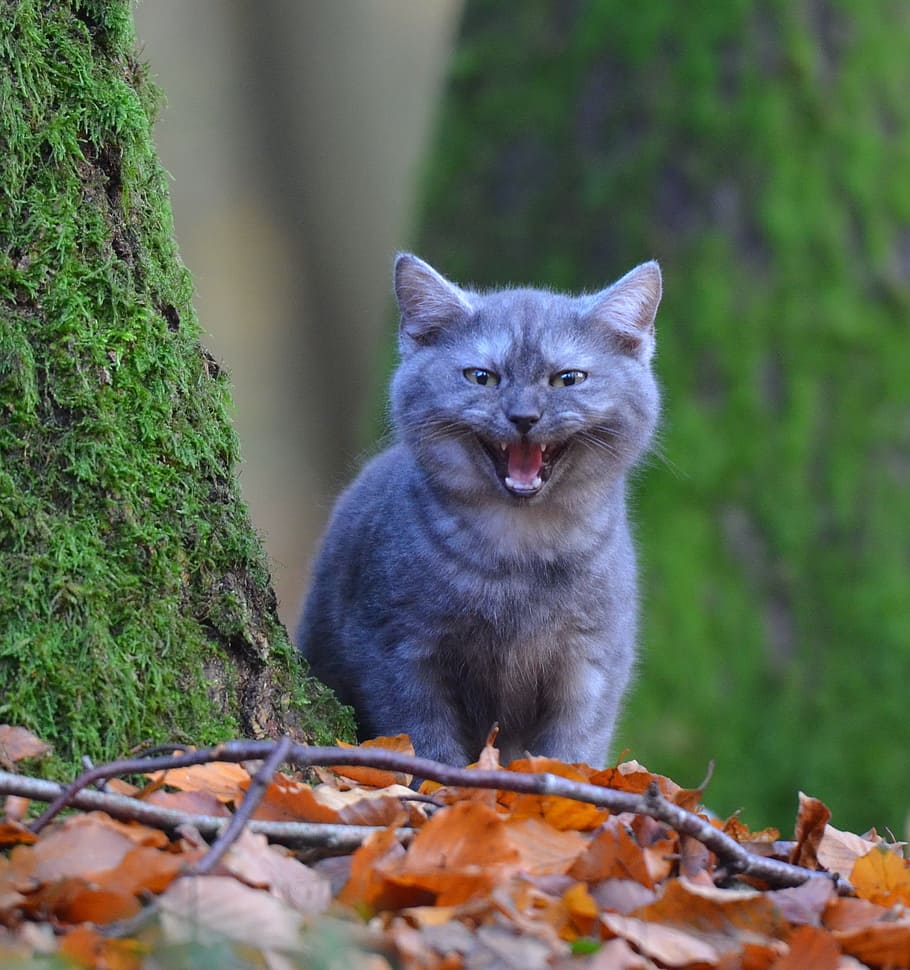 gray, cat, brown, leaves, young cat, tree, forest, moss, curious, cute