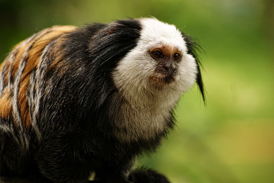 원숭이, 자연, 동물, klauwaap, 카푸 친 원숭이, 남아메리카, 포유 동물, 열대 우림, 이국적인 동물, 동물 테마