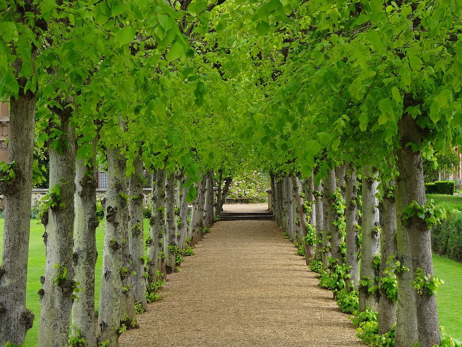 avenue of trees, lime trees, path between trees, perspective, plant, green color, tree, direction, growth, the way forward