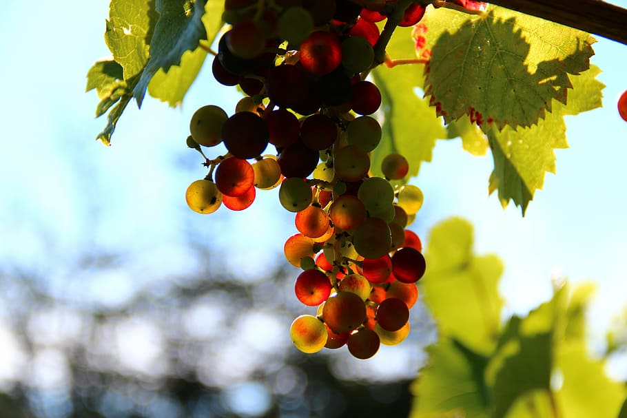 unpicked grape fruit, grapes, wine, fruit, back light, grape, nature, agriculture, vine, leaf