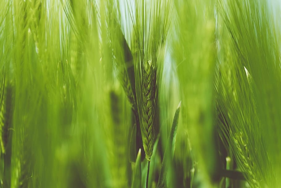 green, wheat, selective, focus photography, leaf, plant, nature, grass, stems, stalks