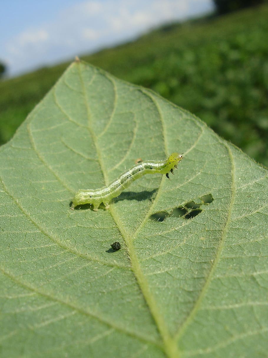 larva, cacing, kedelai, alam, latar depan, serangga di tanaman, daun, glisin maks, serangga, hijau