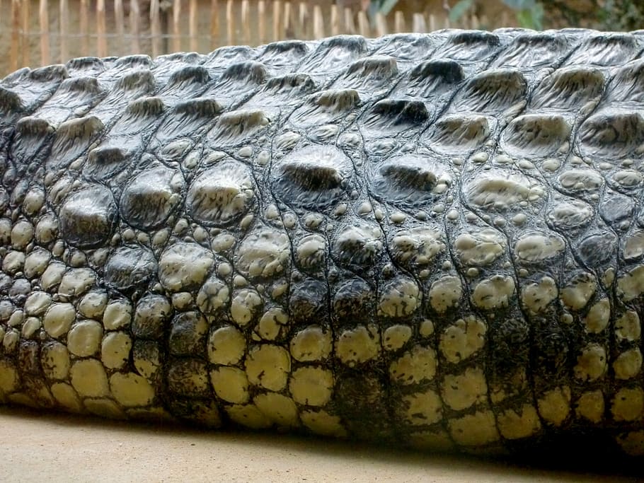 Crocodile, Lizard, Dangerous, Reptile, crocodile, lizard, predator, tooth, alligator, animal, carnivores