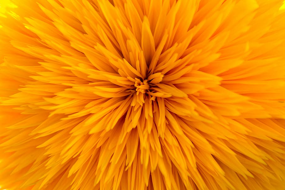 Sun Flower, Gene, Defect, filled, gene defect, model arles, vincent van gogh, flower, orange color, yellow