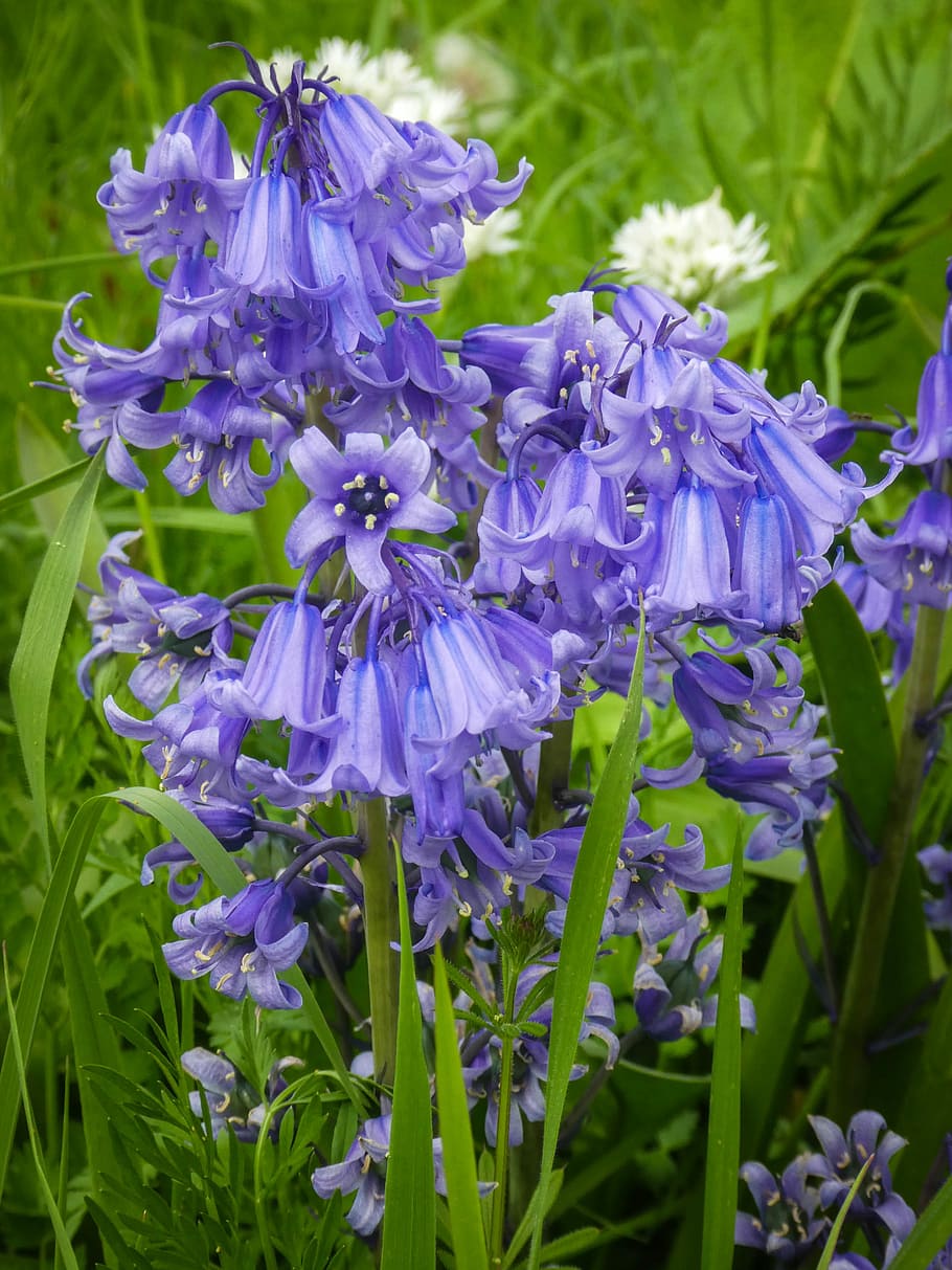 bluebells, bunga liar, musim semi, tanaman, padang rumput, bunga, daun bunga, biru, alam, tanaman berbunga