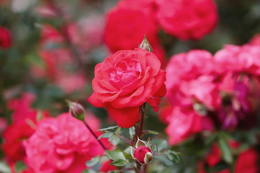 roses, bush, rose hedge, rosebush, rose bloom, blossom, bloom, bud, romantic, beautiful