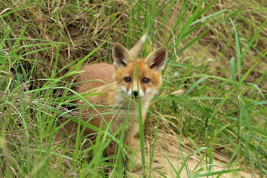 fox, surrounded, green, grass, young fox, fuchsbau, play, puppy, fox puppy, animal