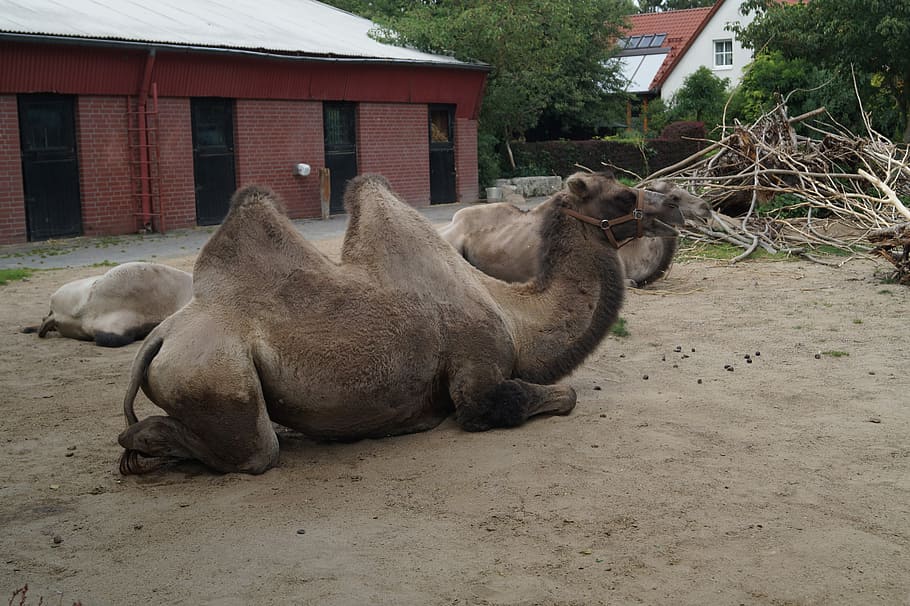 Camel, Zoo, Braunschweig, Nature, Mammal, zweihoeckriges, camel riders, ride, hump, dromedary