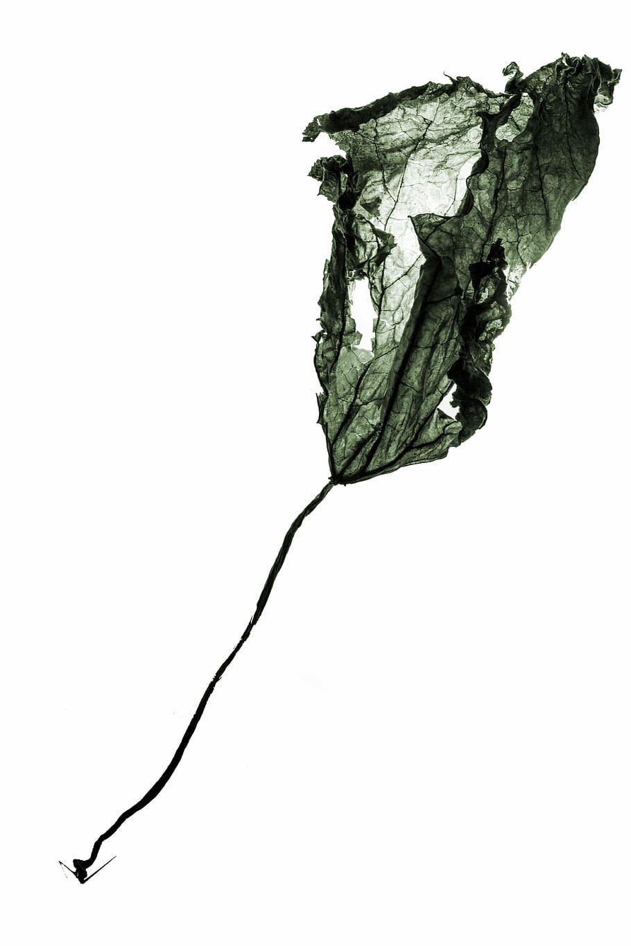 Plant, Still Life, Leaves, the leaves, silhouette, white background, cut out, studio shot, rose - flower, flower