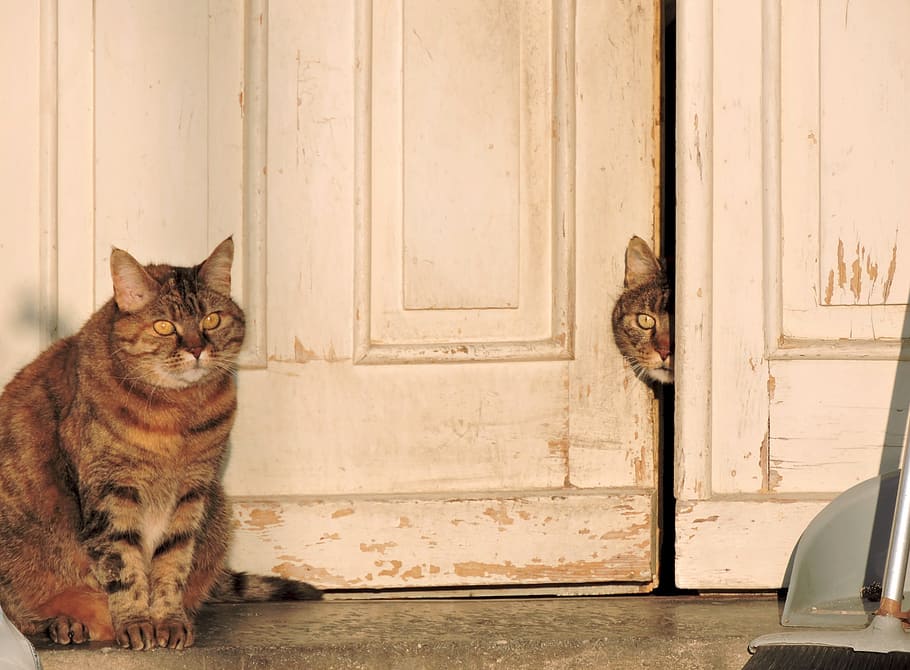 two, silver, tabby, cats, white, wooden, door, brown tabby, tabby cat, portrait