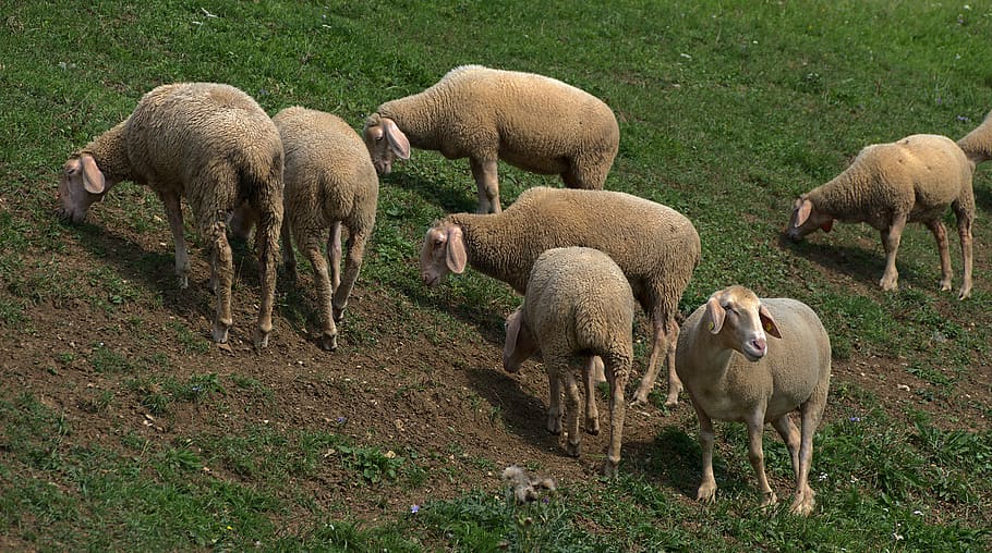 sheep, dike, flock, flock of sheep, domestic sheep, animals, meadow, fur, sheepskin, lawn mower
