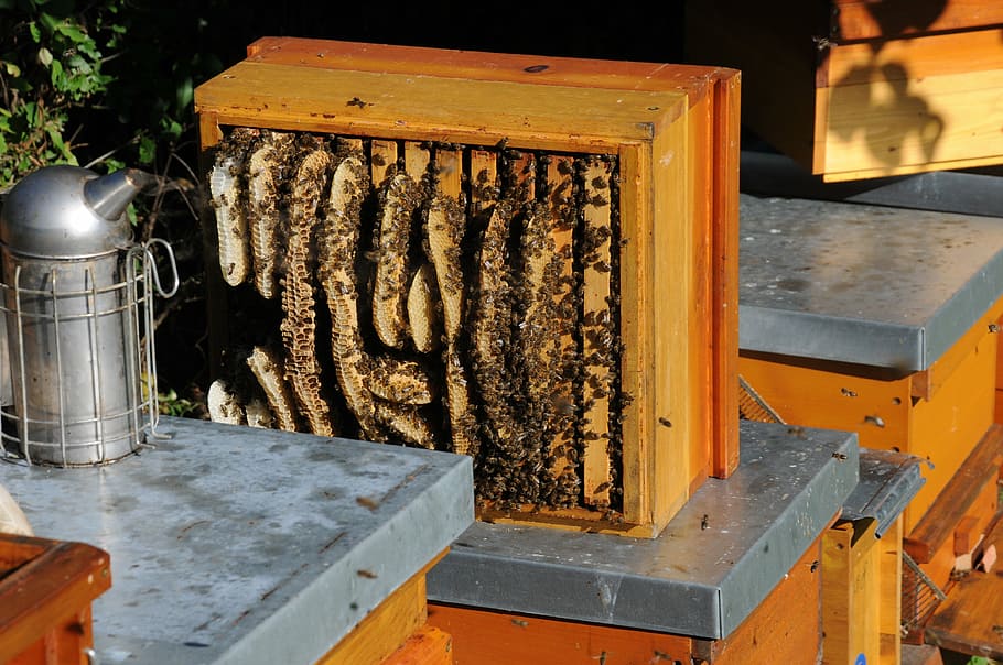 brown bee hive, honeycomb, illegal building, honey, beekeeper, bee booty, honey bees, food, bee, residential structure