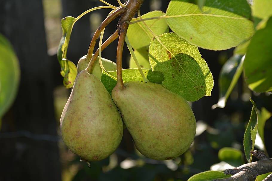 pears, fruit, organic, green, leaves, yield, summer, healthy eating, food, food and drink