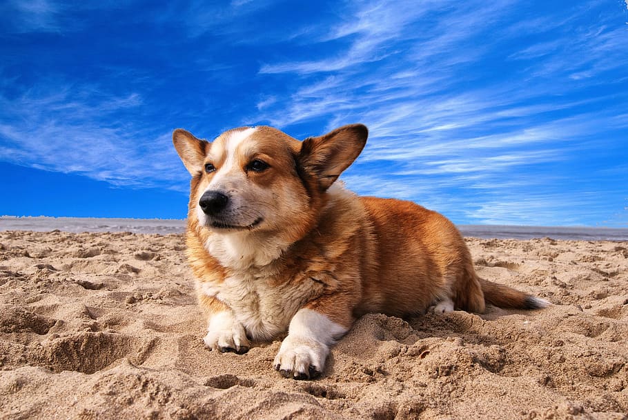 putih, tan, corgi, pasir, welsh corgi, anjing, hewan peliharaan, doggy, hewan, pantai