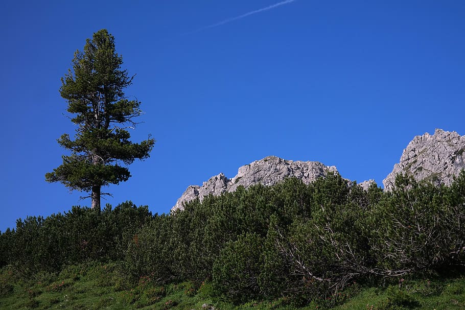 pine, conifer, tree, mountain, allgäu, mountain tree, mountain green, mountain pine, pinus mugo, too mountain pine
