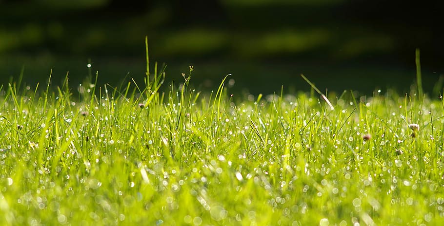 bidang rumput hijau, semanggi, putih, rumput, pembersih, bokeh, rosa, pagi, padang rumput, hijau