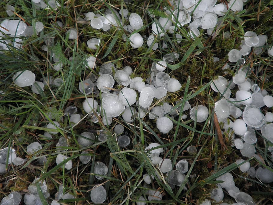 hail, hailstones, weather, storm, precipitate, grass, rush, white color, plant, nature