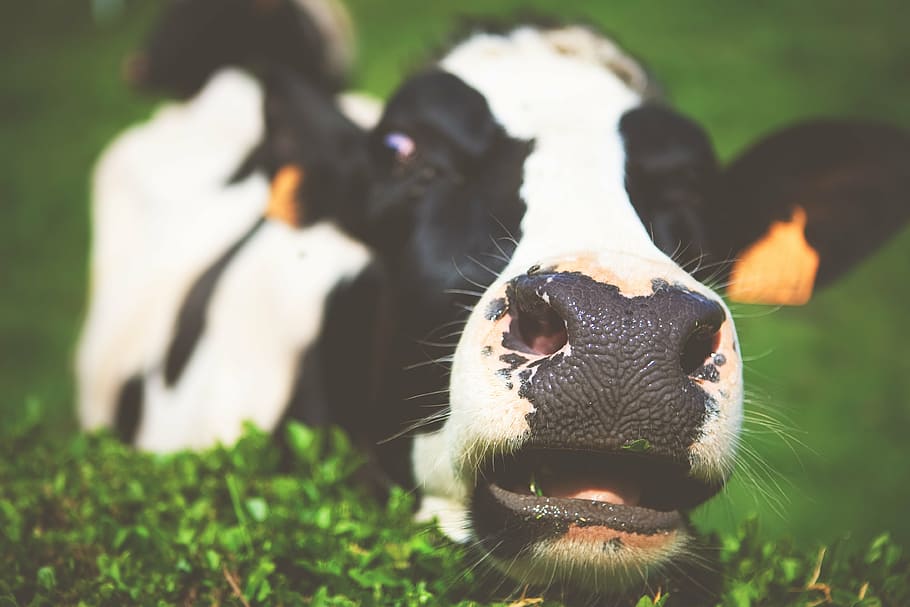 selectivo, foto de enfoque, vaca, cara, lácteos, animal, leche, verde, hierba, animales domésticos