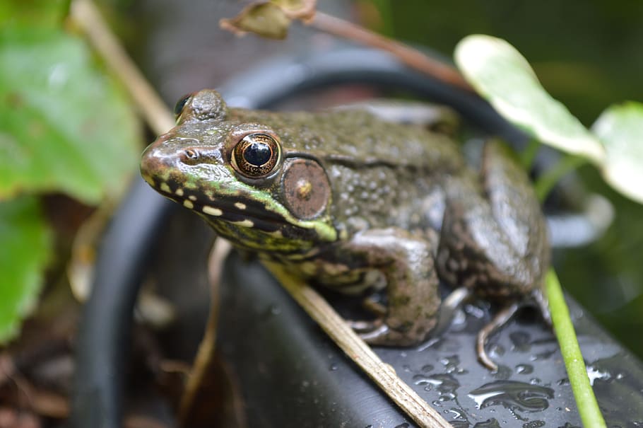 frog, green, water, wildlife, amphibian, pond, animal, toad, summer, leaf