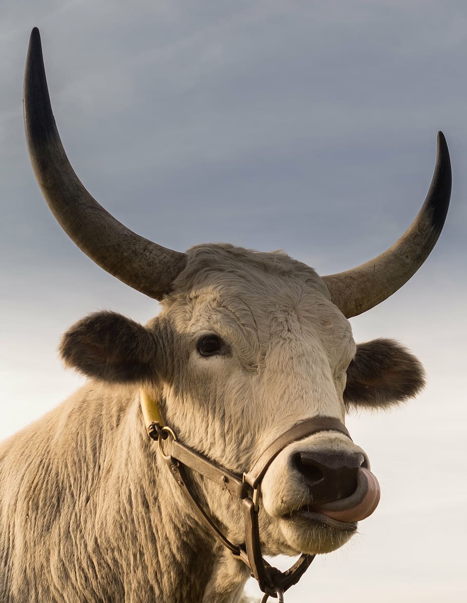 búfalo, lambendo, nariz, ao ar livre, fechar, fotografia, branco, gado, dia, touro