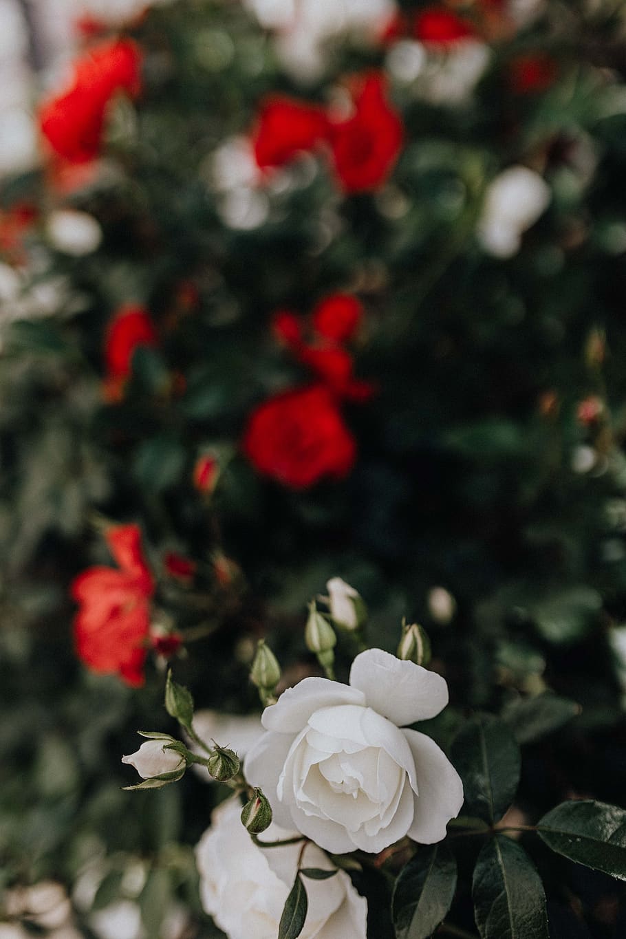 mawar, bunga, merah, putih, tanaman, taman, kelopak, Indah, Sorrento, Italia