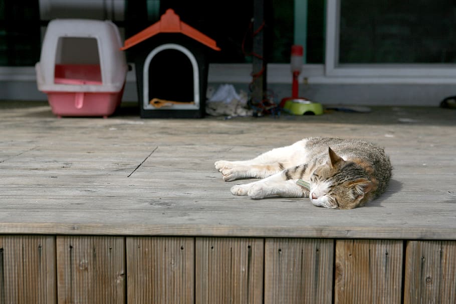 cat, siesta, deck, pm, cute, animal, outdoor, proverbs, walk, drowsy