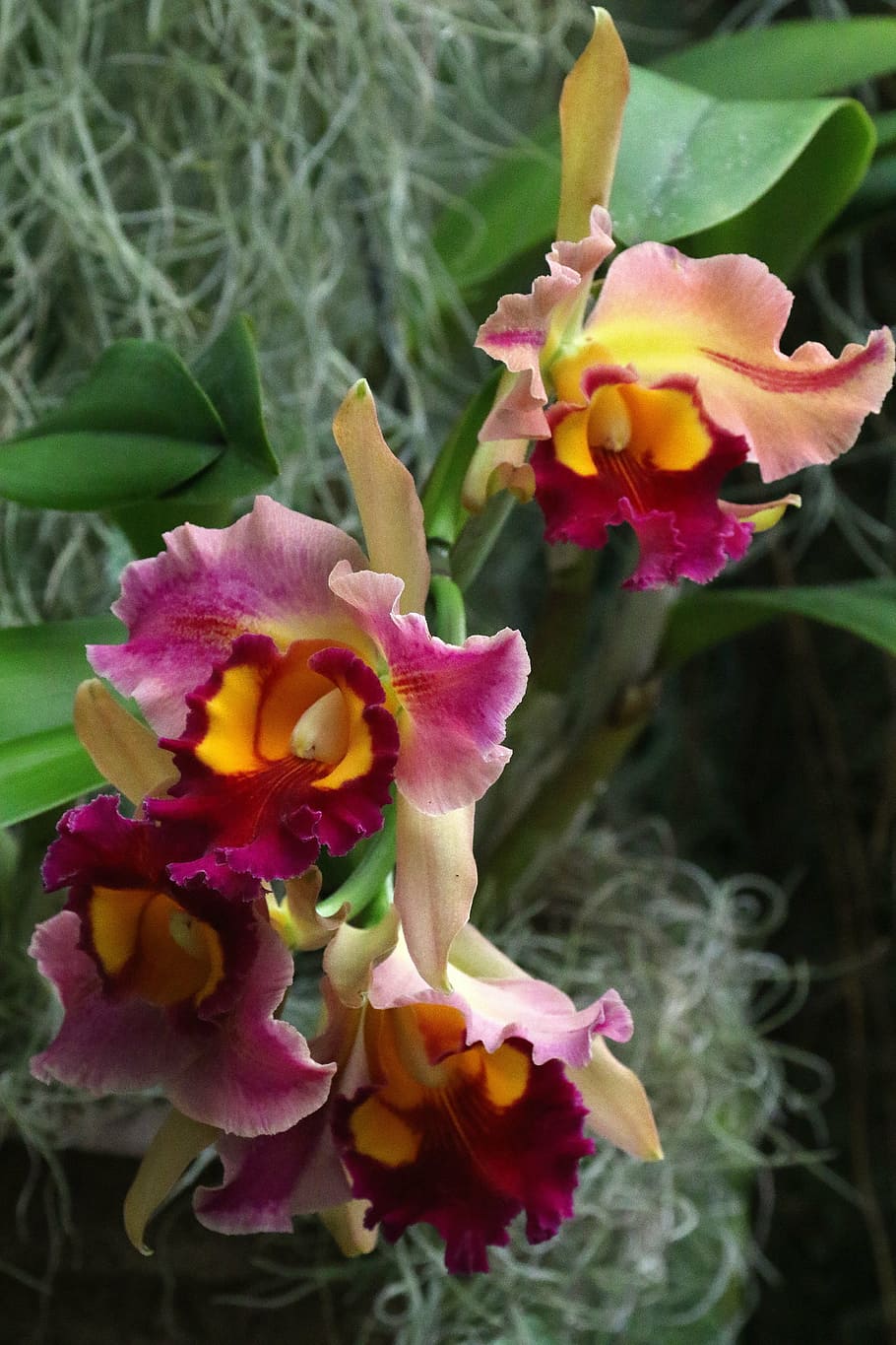 orquídeas, flor, floral, planta, naturaleza, botánica, jardín, púrpura, rosa, amarillo