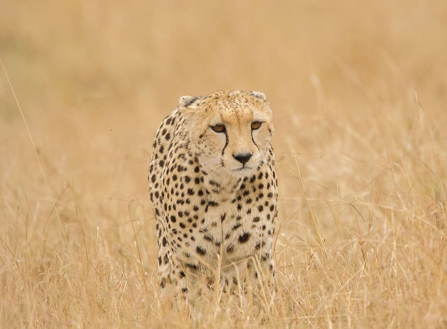 cheetah, savannah, safari, serengeti, hunter, spotted, animals in the wild, animal themes, animal wildlife, one animal