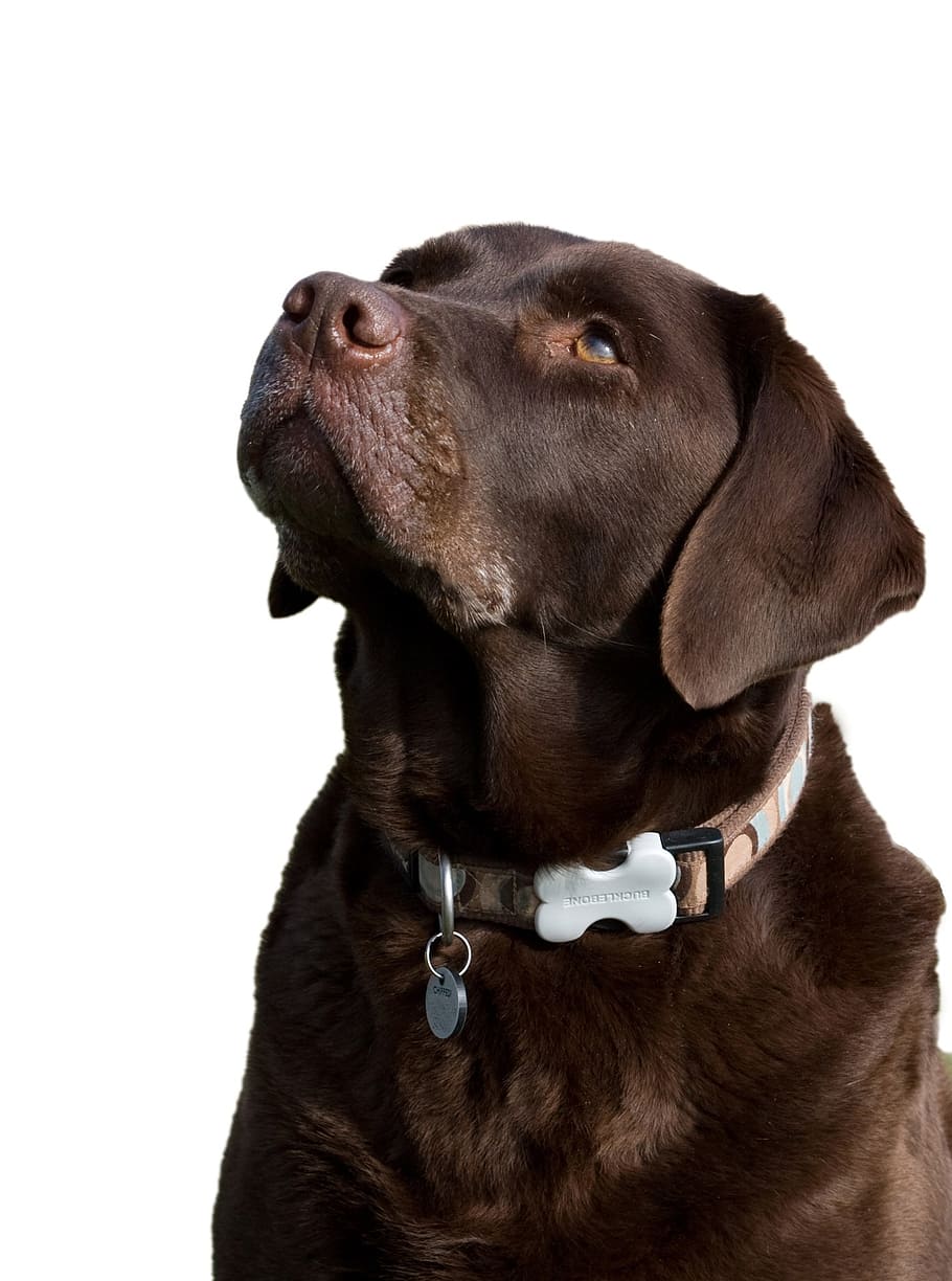 adult chocolate labrador retriever, labrador, dog, chocolate, brown, isolated, white, background, canine, pet