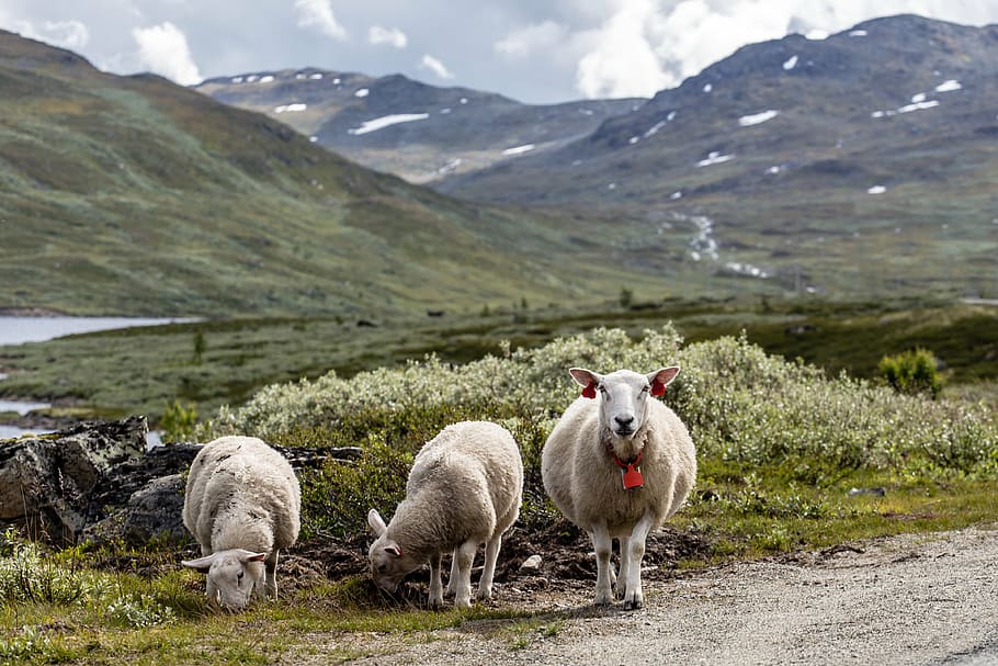 three, sheep, road, white, green, grass, animal, farm, nature, landscape