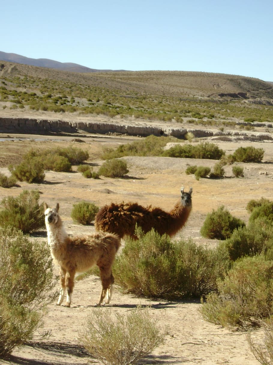 Llama, Animal, Nature, Fauna, Argentina, touristic, animal themes, outdoors, day, animal wildlife