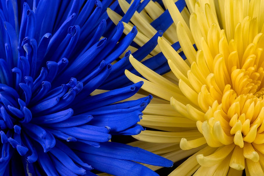 biru, kuning, bunga-bunga, makro, merapatkan, taman, segar, kelopak, Flora, Bunga